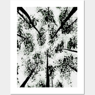 Upward view of trees Posters and Art